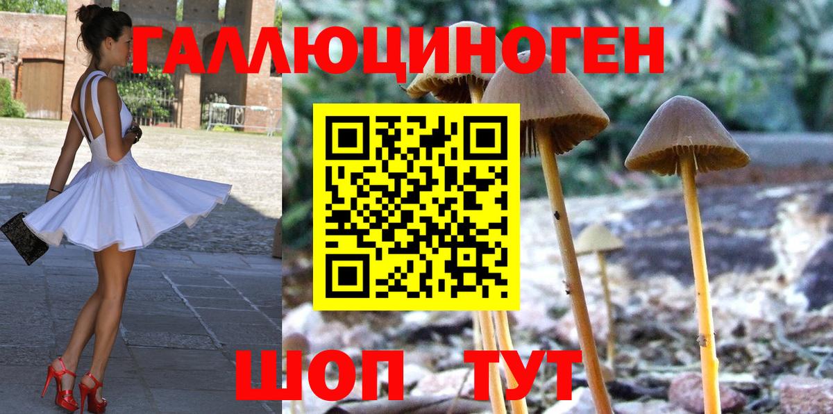 Галлюциногенные грибы Psilocybe Качканар